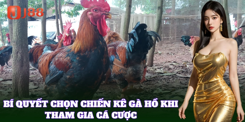 Kinh nghiệm chọn chuẩn chiến kê Gà Hồ